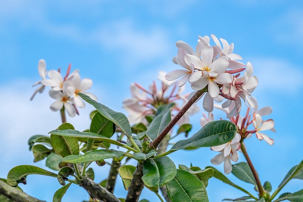 Plumeria